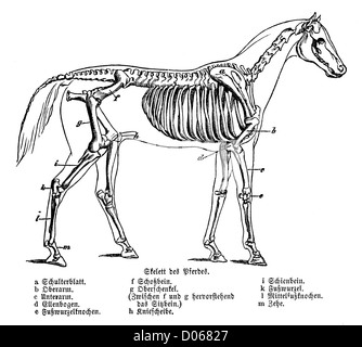 Horse: skeleton Stock Photo