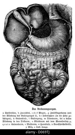 Black and white illustration of the human digestive system, digestive ...