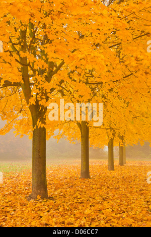 Misty Sycamore Tree Avenue in Autumn, Long Eaton, Nottingham, England, GB, UK, EU Stock Photo