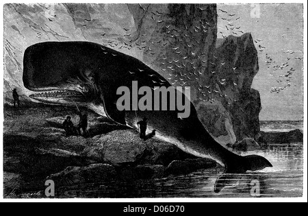 Sperm whale, cachalot Stock Photo - Alamy