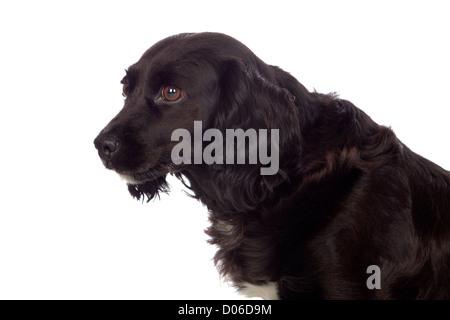 Beautiful black Cocker Spaniel isolated on white background Stock Photo
