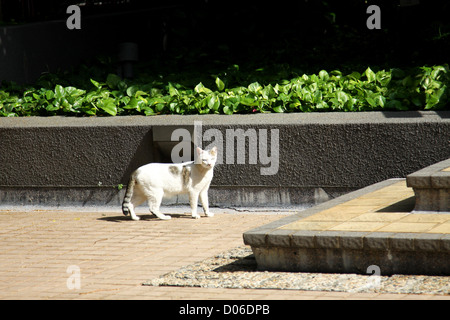 A cat under sunshine Stock Photo