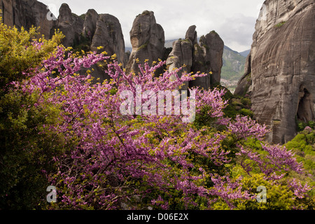 Judas Tree in flower in spring with Conglomerate cliffs at Meteora - World Heritage Site in north central Greece. Stock Photo