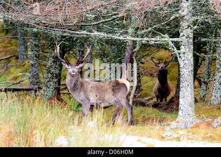 Red deer stags against pine trees photographed in the Cairngorms the Scottish highlands  Cervus elaphus Stock Photo