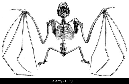 Bat: skeleton Stock Photo