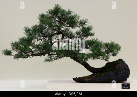 Delicate SCOTS PINE Bonsai Tree (Pinus Sylvestris) set against a light background. Stock Photo
