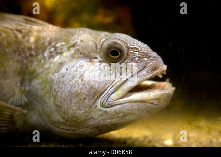 Atlantic Wolffish Stock Photo