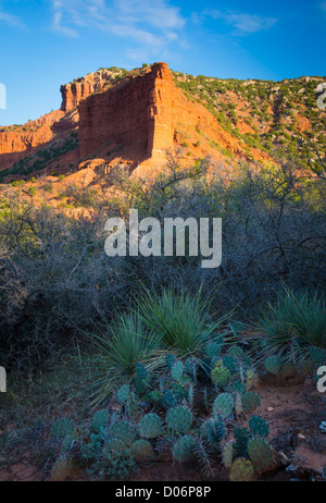 Sandstone wall and Prickly Pear cactus in Caprock Canyons State Park Stock Photo