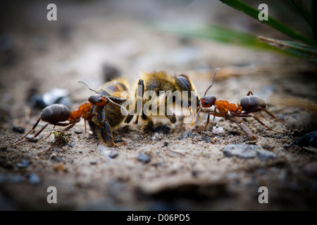 Wood ants dragging a dead bee over the woodland floor. Stock Photo