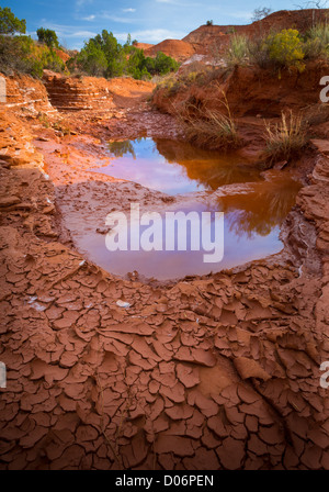 Water puddle and dried mud in Caprock Canyon State Park, Texas Stock Photo