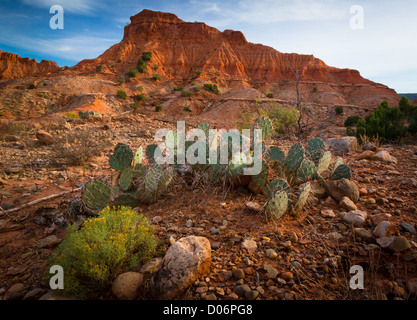 Sandstone ridge and Prickly Pear cactus in Caprock Canyons State Park Stock Photo