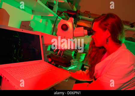 Female scientist looking through a microscope at a Medical School. Stock Photo
