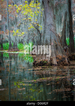Cypress trees in Caddo Lake State Park, Texas Stock Photo