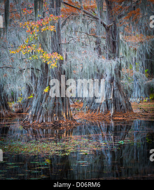 Cypress trees in fall color at Caddo Lake State Park, Texas Stock Photo