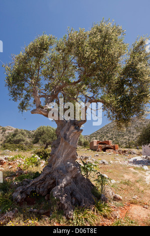 Old olive tree, Olea europaea on Crete, Greece. Stock Photo