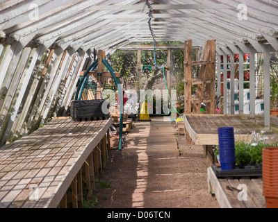 The inside of a traditional wood and glass greenhouse (glasshouse) at a garden centre nursery. Stock Photo