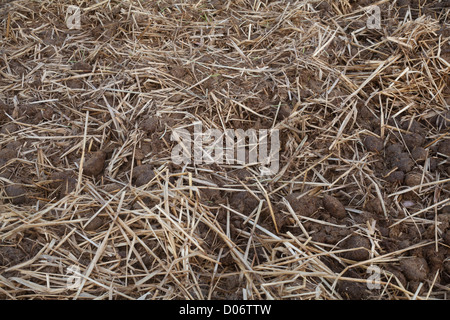 Horse manure spread on urban town city allotment Stock Photo