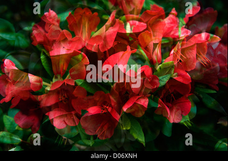 Pink Hellebores in a Digital Art Composite Stock Photo