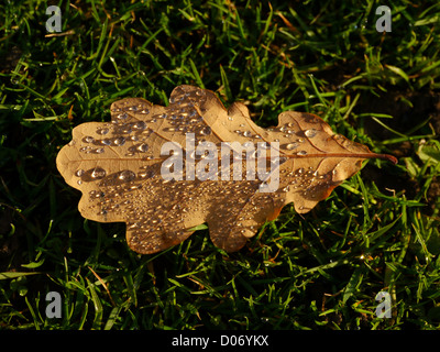 Autumn - Fallen oak leaf covered in water droplets lying on grass, Chatsworth House, Bakewell, Derbyshire, England, UK. Colour Stock Photo