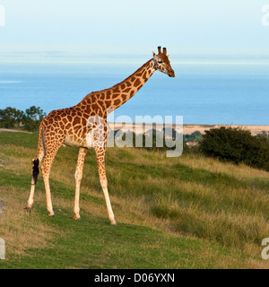 Rothschild Giraffe giraffa camelopardalis rothschildi View from the side. Close up Stock Photo
