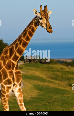 Rothschild Giraffe giraffa camelopardalis rothschildi View from the side. Close up Stock Photo