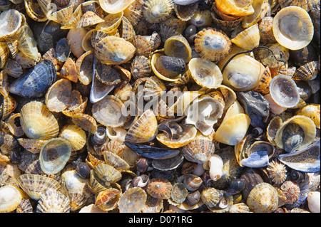 Limpet and mussel shells on a beach in Scotland. Stock Photo