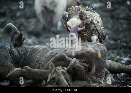 Vulture and carcass Mikumi National Park . Southern Tanzania. Africa Stock Photo