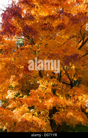 Acer Palmatum Seiryu dissectum in it's autumn colours of orange / red Stock Photo