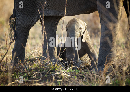 Baby African Elephant Loxodonta africana hides under mum.  Mikumi Game reserve . Southern Tanzania. Africa Stock Photo