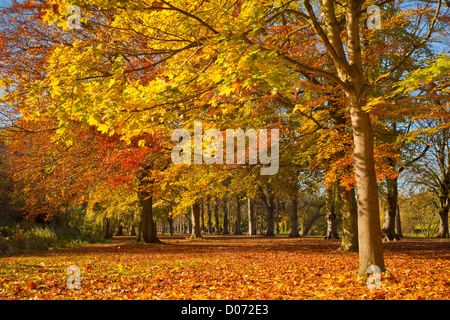 Autumn Tree Colours, University Park, Nottingham, Nottinghamshire England, UK, Europe, EU Stock Photo
