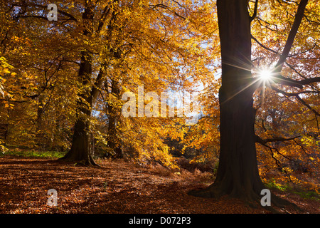 Autumn Trees in Clumber Park, Nottingham, Nottinghamshire, England, UK, EU, Europe Stock Photo