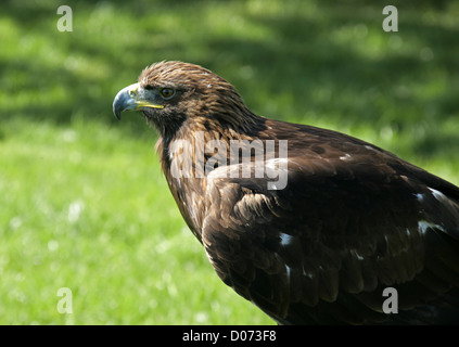 Golden Eagle Aquila Chrysaetos Falconry Centre Yorkshire