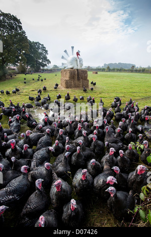 Turkeys on a farm at Henley-In-Arden, Warwickshire. Stock Photo