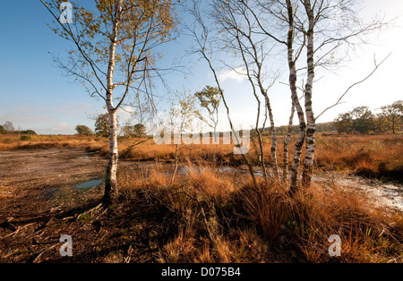 buxton heath, norfolk, england Stock Photo