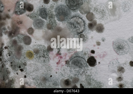 Patches of mold and mildew growing on the surface of a damp wall and posing a risk to health Stock Photo