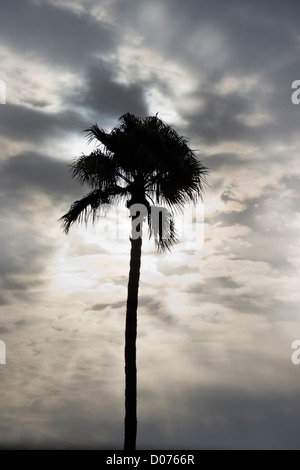 Single palm tree silhouetted against a cloudy sky Stock Photo