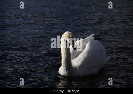 Cygnus olor Mute Swan on Lake Windermere Stock Photo
