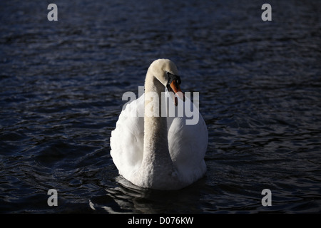 Cygnus olor Mute Swan Angry Stock Photo