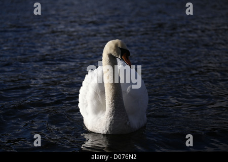 Cygnus olor Mute Swan in Sunlight Stock Photo