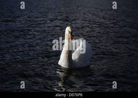 Cygnus olor Mute Swan Stock Photo