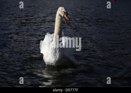 Cygnus olor Mute Swan Rearing up Stock Photo