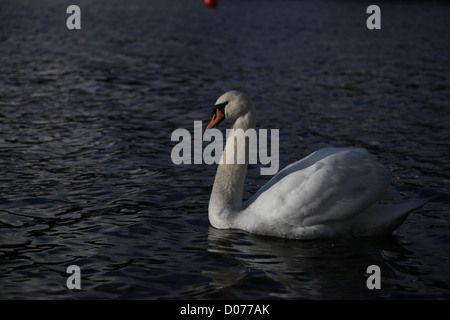 Mute Swan Cygnus olor Lake Windermere Stock Photo