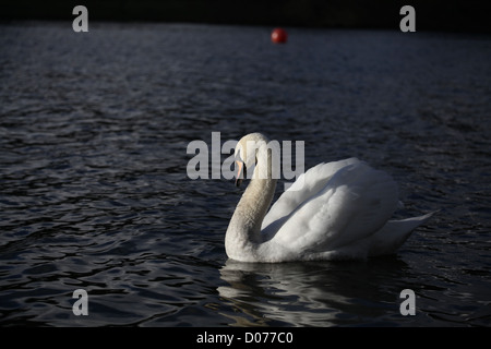 Mute Swan Cygnus olor on lake Windermere Stock Photo