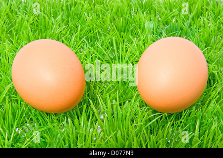 Two brown chicken eggs on grass in closeup Stock Photo