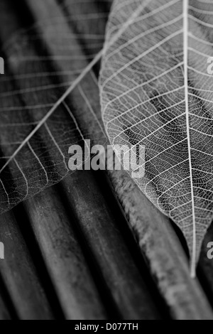Dried leaves Stock Photo