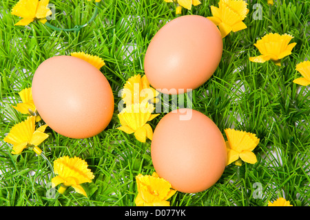 Three brown chicken eggs on grass with yellow flowers, over white background Stock Photo