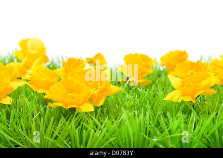 Yellow flowers on grass over white background Stock Photo