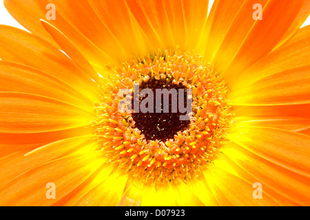 Orange gerber flower in closeup Stock Photo
