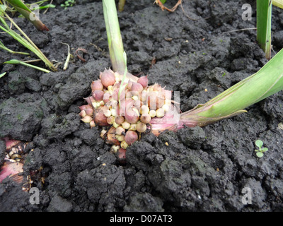gladiolus, onion, fall, flowers, seeds, seedlings, plants, garden, flower bed, kids, Stock Photo