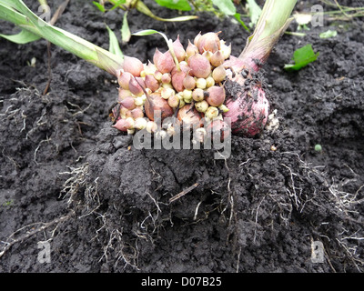 gladiolus, onion, fall, flowers, seeds, seedlings, plants, garden, flower bed, kids, Stock Photo